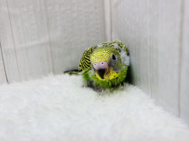 セキセイインコ