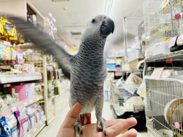 ヨウム