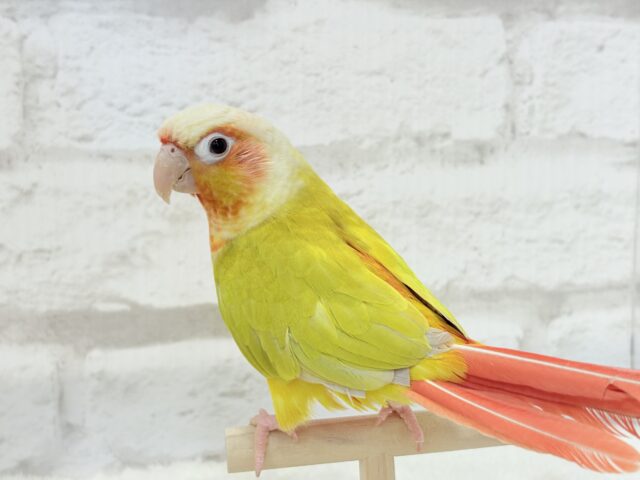 ホオミドリウロコインコ