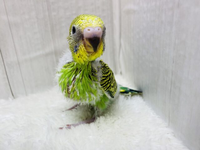 セキセイインコ