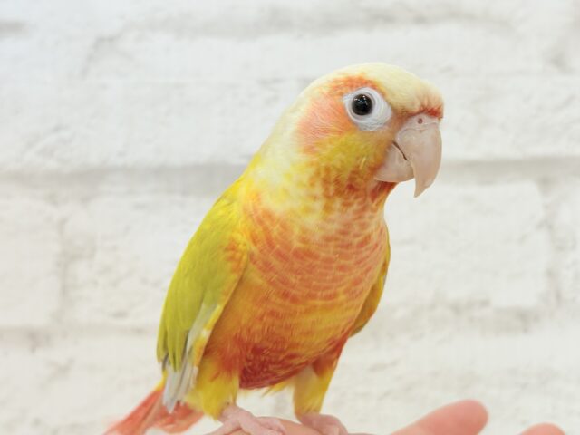 ホオミドリウロコインコ