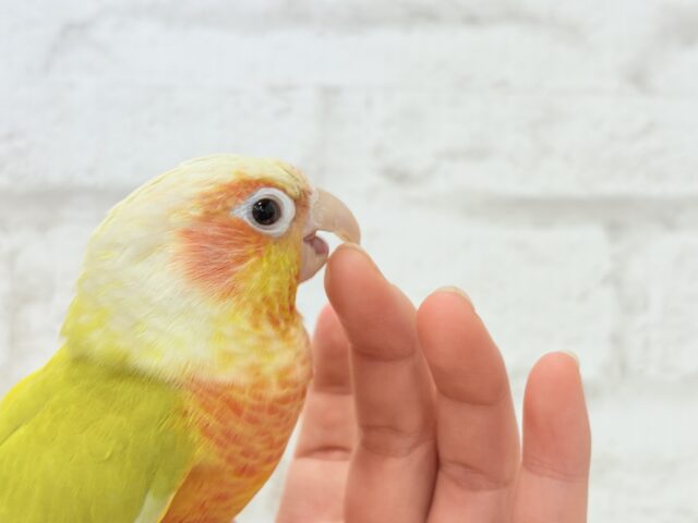ホオミドリウロコインコ