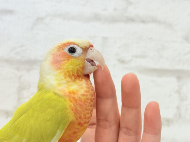 ホオミドリウロコインコ
