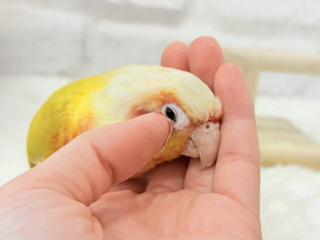 ホオミドリウロコインコ