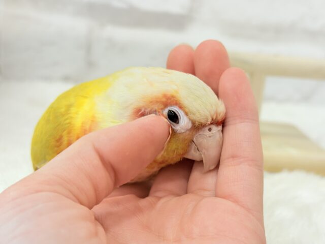 ホオミドリウロコインコ