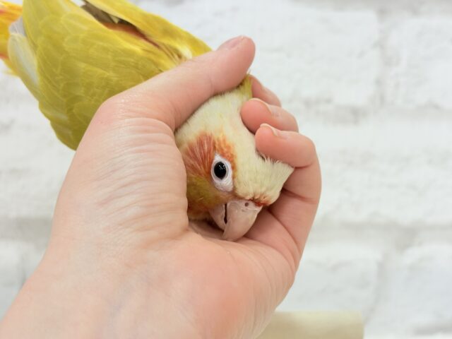 ホオミドリウロコインコ