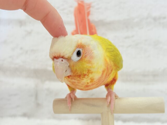 ホオミドリウロコインコ