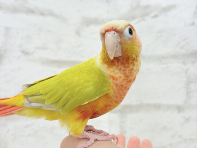 ホオミドリウロコインコ