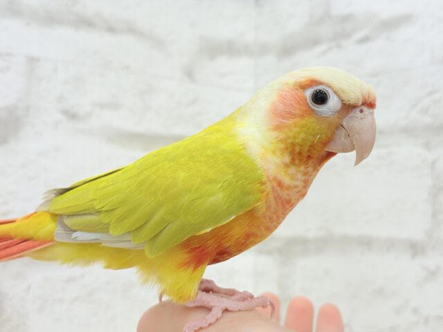 ホオミドリウロコインコ