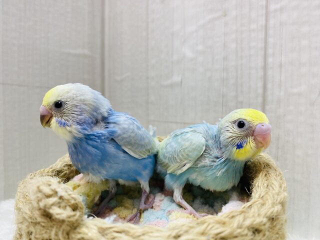 セキセイインコ