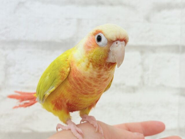ホオミドリウロコインコ