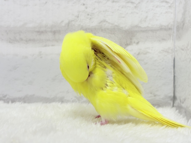 セキセイインコ