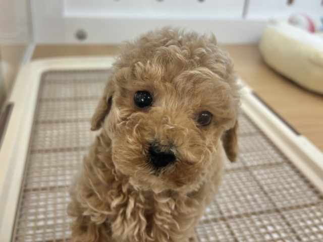 トイプードル