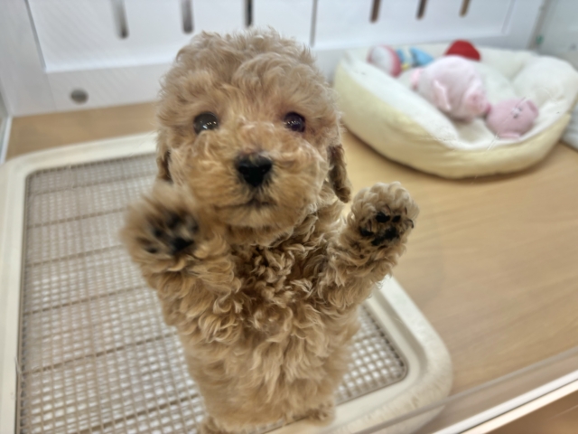トイプードル
