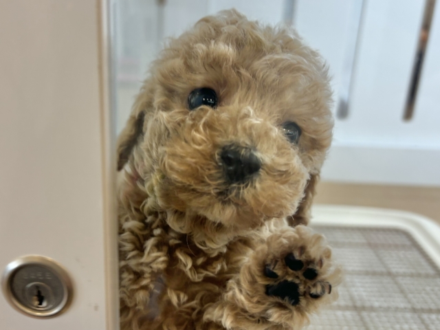 トイプードル