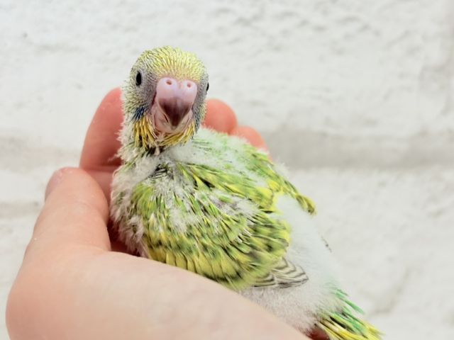 セキセイインコ