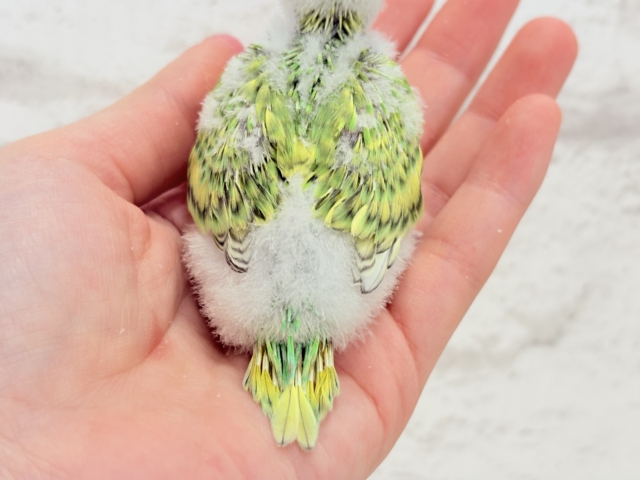 セキセイインコ