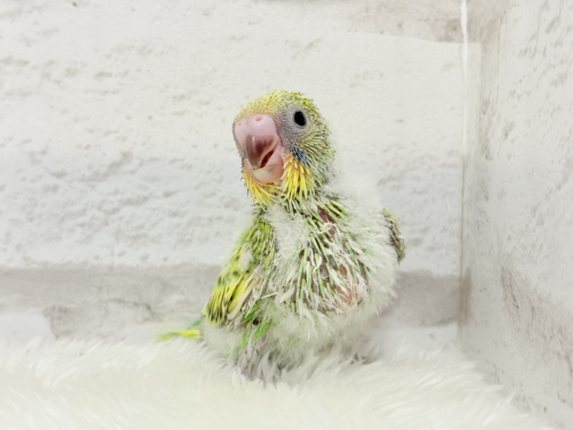 セキセイインコ