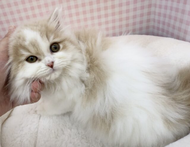 スコティッシュフォールド