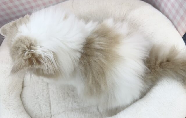 スコティッシュフォールド