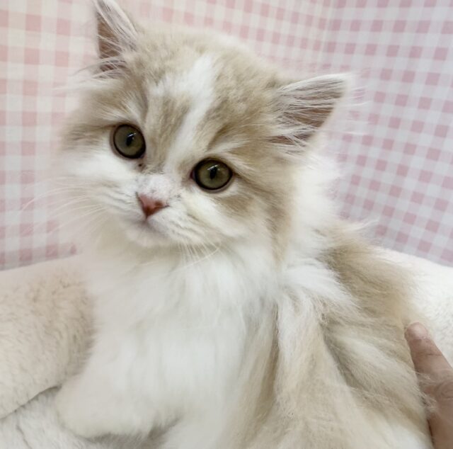 スコティッシュフォールド