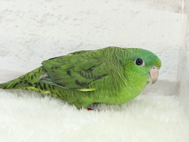 サザナミインコ