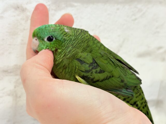 サザナミインコ