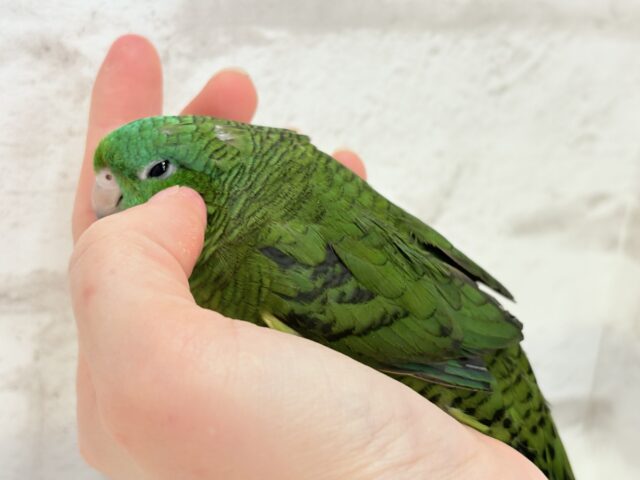 サザナミインコ