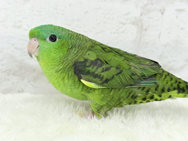 サザナミインコ