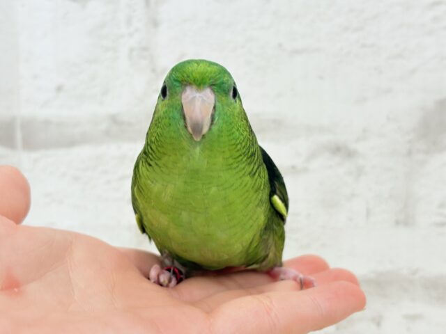 サザナミインコ