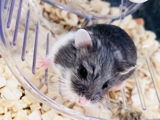 ロボロフスキーハムスター
