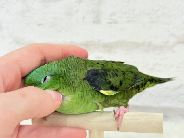 サザナミインコ