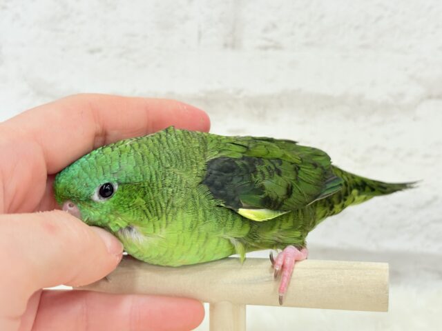 サザナミインコ