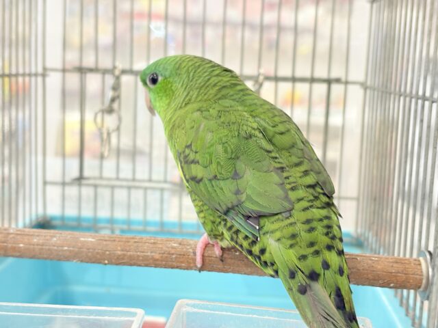 サザナミインコ