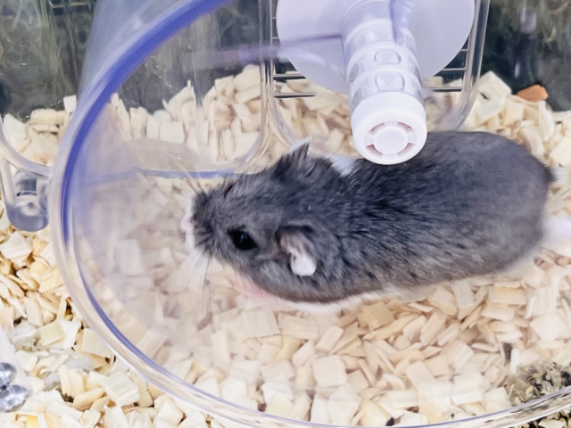 ロボロフスキーハムスター