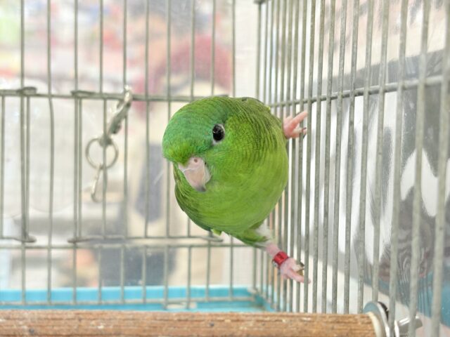 サザナミインコ