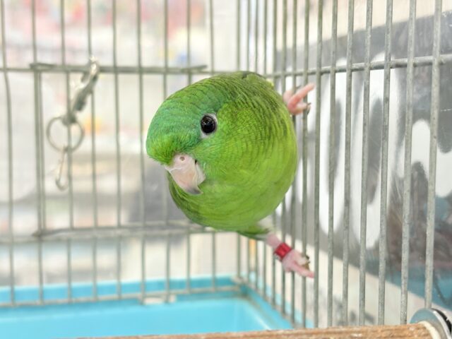サザナミインコ