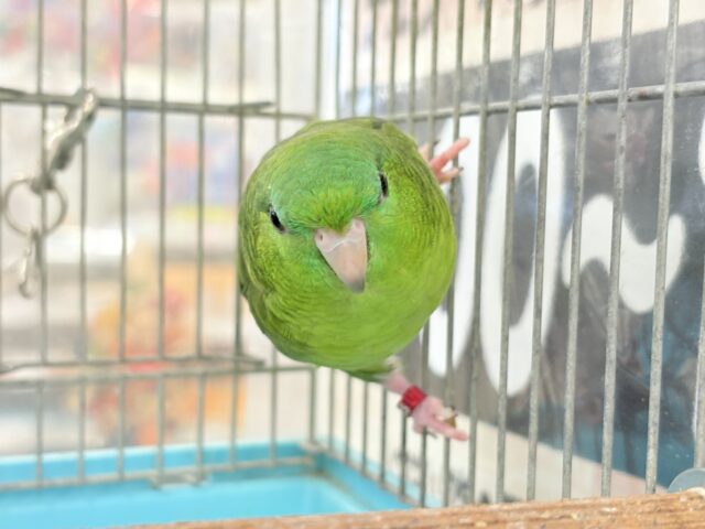 サザナミインコ