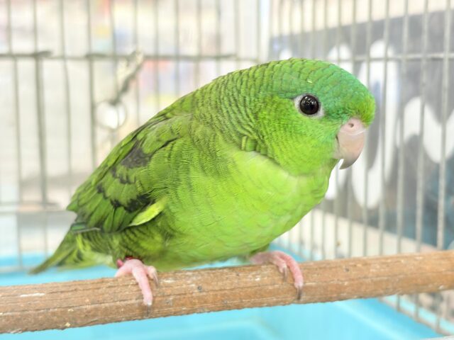 サザナミインコ