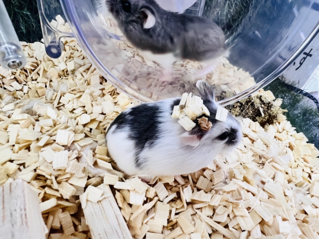 ロボロフスキーハムスター