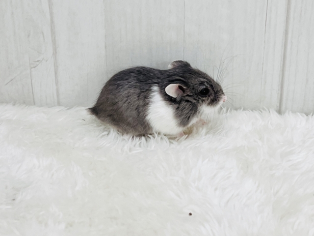 ロボロフスキーハムスター