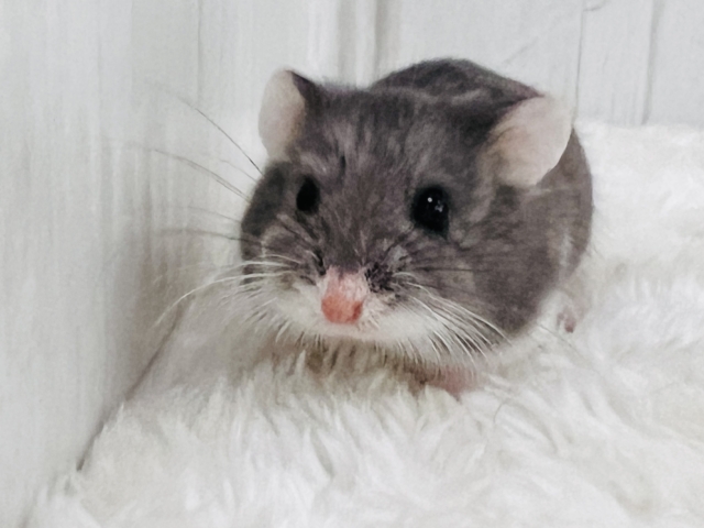 ロボロフスキーハムスター