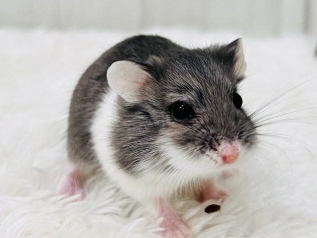 ロボロフスキーハムスター