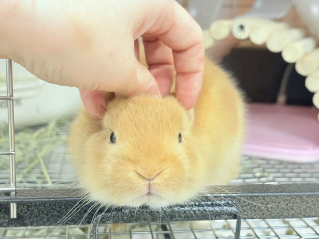 ネザーランドドワーフ