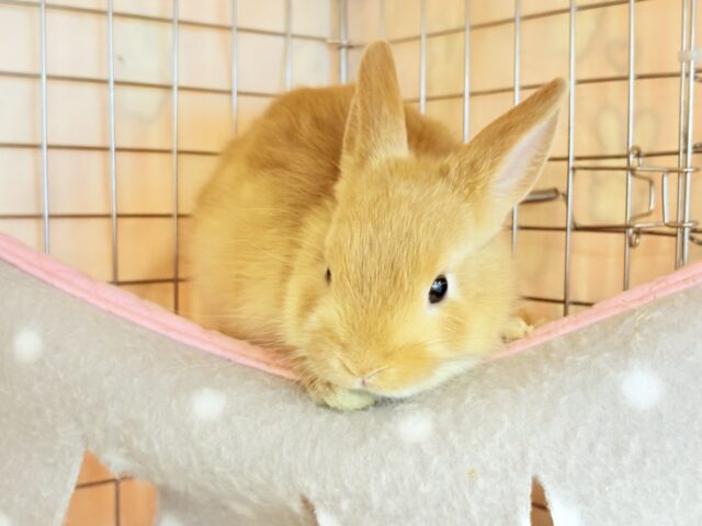 ネザーランドドワーフ