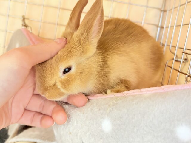 ネザーランドドワーフ