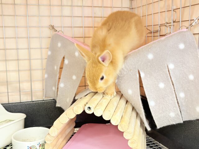 ネザーランドドワーフ