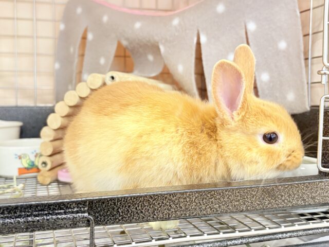 ネザーランドドワーフ