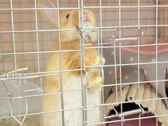 ネザーランドドワーフ