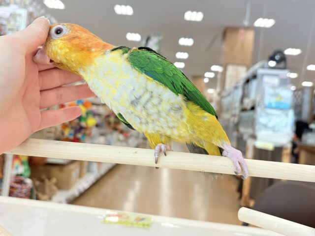 シロハラインコ